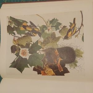 Baltimore Oriole Plate 96. John James Audubon